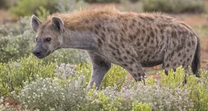 The Most Notorious 'Queens' of the Animal Kingdom - image 2