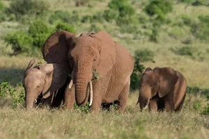 The Most Notorious 'Queens' of the Animal Kingdom - image 6