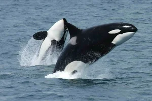 The Most Notorious 'Queens' of the Animal Kingdom - image 5