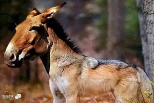 Scientists Astonished by Reappearance of Ancient Wolf Species Thought Extinct - image 3