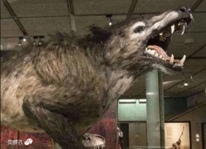 Scientists Astonished by Reappearance of Ancient Wolf Species Thought Extinct - image 6