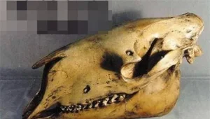Scientists Astonished by Reappearance of Ancient Wolf Species Thought Extinct - image 4