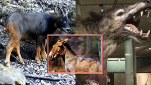 Scientists Astonished by Reappearance of Ancient Wolf Species Thought Extinct - image 1