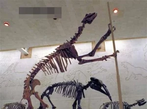 Scientists Astonished by Reappearance of Ancient Wolf Species Thought Extinct - image 5