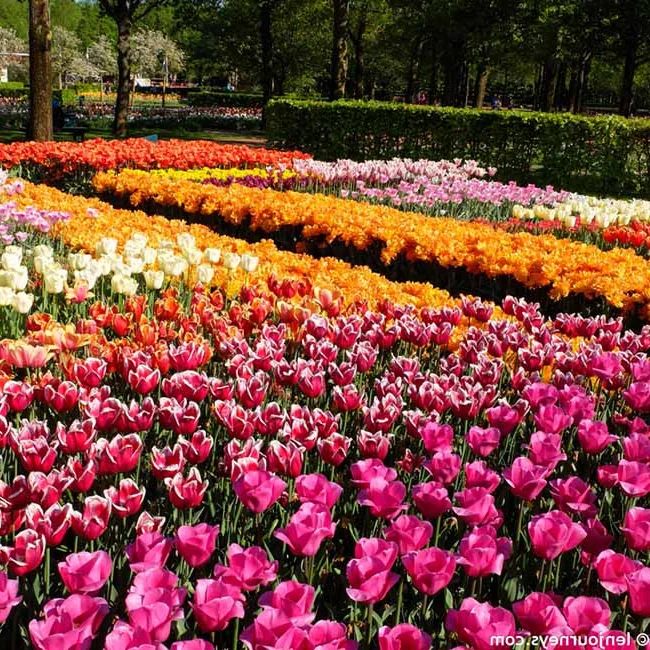A Visual Journey: Spring Flowers That Look Like a Fairytale Dream