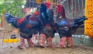 The 10 Million VND Dragon Chicken: Why Dong Tao Poultry is a Rare Vietnamese Delicacy - image 9