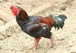 The 10 Million VND Dragon Chicken: Why Dong Tao Poultry is a Rare Vietnamese Delicacy - image 7