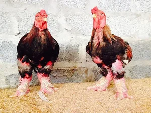 The 10 Million VND Dragon Chicken: Why Dong Tao Poultry is a Rare Vietnamese Delicacy - image 3