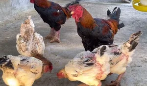 The 10 Million VND Dragon Chicken: Why Dong Tao Poultry is a Rare Vietnamese Delicacy - image 1
