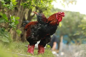 The 10 Million VND Dragon Chicken: Why Dong Tao Poultry is a Rare Vietnamese Delicacy - image 4