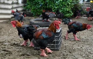The 10 Million VND Dragon Chicken: Why Dong Tao Poultry is a Rare Vietnamese Delicacy - image 5