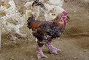 The 10 Million VND Dragon Chicken: Why Dong Tao Poultry is a Rare Vietnamese Delicacy - image 10