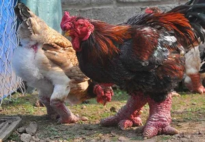 The 10 Million VND Dragon Chicken: Why Dong Tao Poultry is a Rare Vietnamese Delicacy - image 6