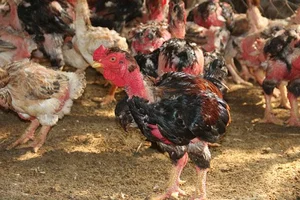 The 10 Million VND Dragon Chicken: Why Dong Tao Poultry is a Rare Vietnamese Delicacy - image 2