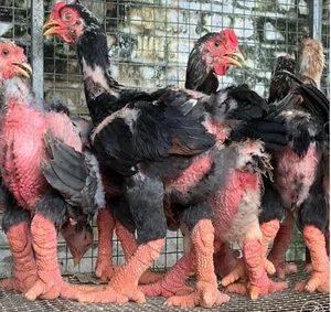 The 10 Million VND Dragon Chicken: Why Dong Tao Poultry is a Rare Vietnamese Delicacy - image 8