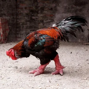 The 10 Million VND Dragon Chicken: Why Dong Tao Poultry is a Rare Vietnamese Delicacy - image 0