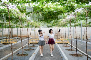 Green Tourism in Saigon: Exploring the Suoi Tien Grape Farm and Eco-Garden During Tet - image 2