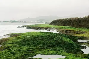 Discover Hon Do: Lush Green Moss Beach and Majestic Sea Cave, a Mesmerizing Landscape in Khanh Hoa. - image 4