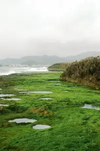 Discover Hon Do: Lush Green Moss Beach and Majestic Sea Cave, a Mesmerizing Landscape in Khanh Hoa. - image 8