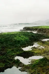 Discover Hon Do: Lush Green Moss Beach and Majestic Sea Cave, a Mesmerizing Landscape in Khanh Hoa. - image 10