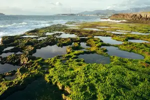 Discover Hon Do: Lush Green Moss Beach and Majestic Sea Cave, a Mesmerizing Landscape in Khanh Hoa. - image 2