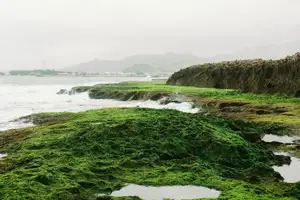 Discover Hon Do: Lush Green Moss Beach and Majestic Sea Cave, a Mesmerizing Landscape in Khanh Hoa. - image 0