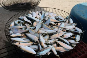 Grilled Herring Season Sparks Culinary Frenzy Along Vietnam's Scenic Coastlines - image 0