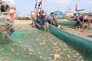 Grilled Herring Season Sparks Culinary Frenzy Along Vietnam's Scenic Coastlines - image 3