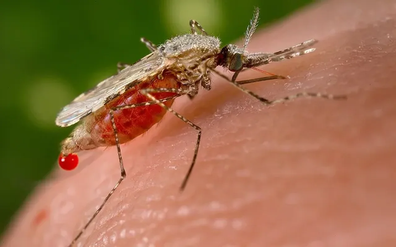 The Deadliest Animals: Which Creatures Pose the Greatest Threat to Humans?