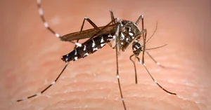 The Deadliest Animals: Which Creatures Pose the Greatest Threat to Humans? - image 4