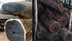 Incredible Discovery: Fisherman Finds Rare 930 Year Old Ancient Log While Fishing - image 6