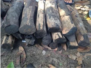 Incredible Discovery: Fisherman Finds Rare 930 Year Old Ancient Log While Fishing - image 2