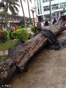Incredible Discovery: Fisherman Finds Rare 930 Year Old Ancient Log While Fishing - image 1
