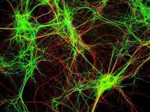 Mind-Blowing Science Facts That Will Change Your Perspective on the World - image 6