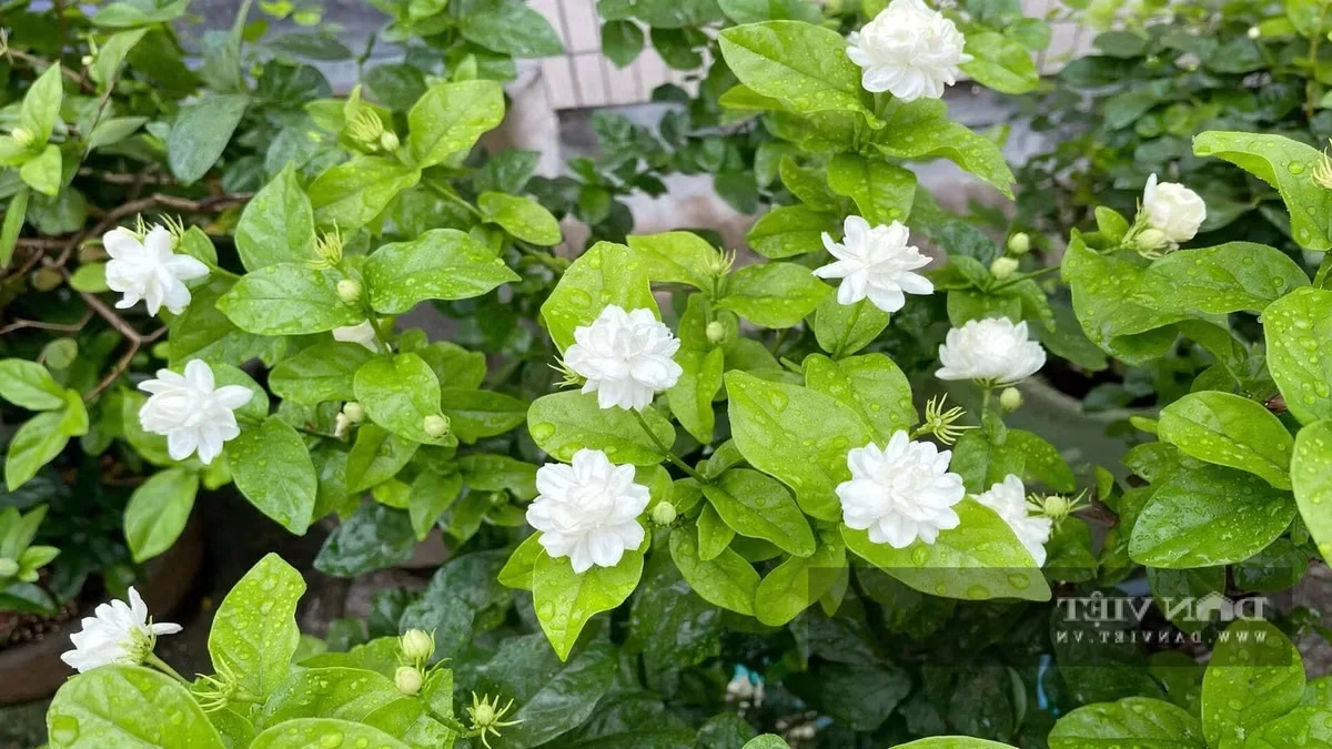 Top 4 Feng Shui Plants to Attract Wealth and Prosperity to Your Home