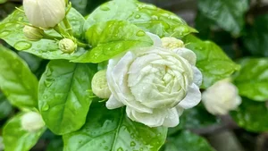 Top 4 Feng Shui Plants to Attract Wealth and Prosperity to Your Home - image 8