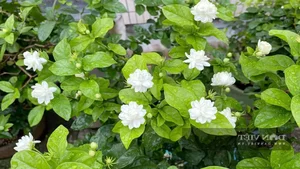 Top 4 Feng Shui Plants to Attract Wealth and Prosperity to Your Home - image 0