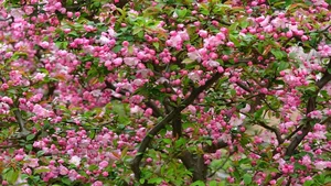 Top 4 Feng Shui Plants to Attract Wealth and Prosperity to Your Home - image 7