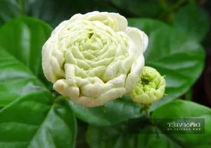 Top 4 Feng Shui Plants to Attract Wealth and Prosperity to Your Home - image 11