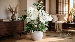 Top 4 Feng Shui Plants to Attract Wealth and Prosperity to Your Home - image 4