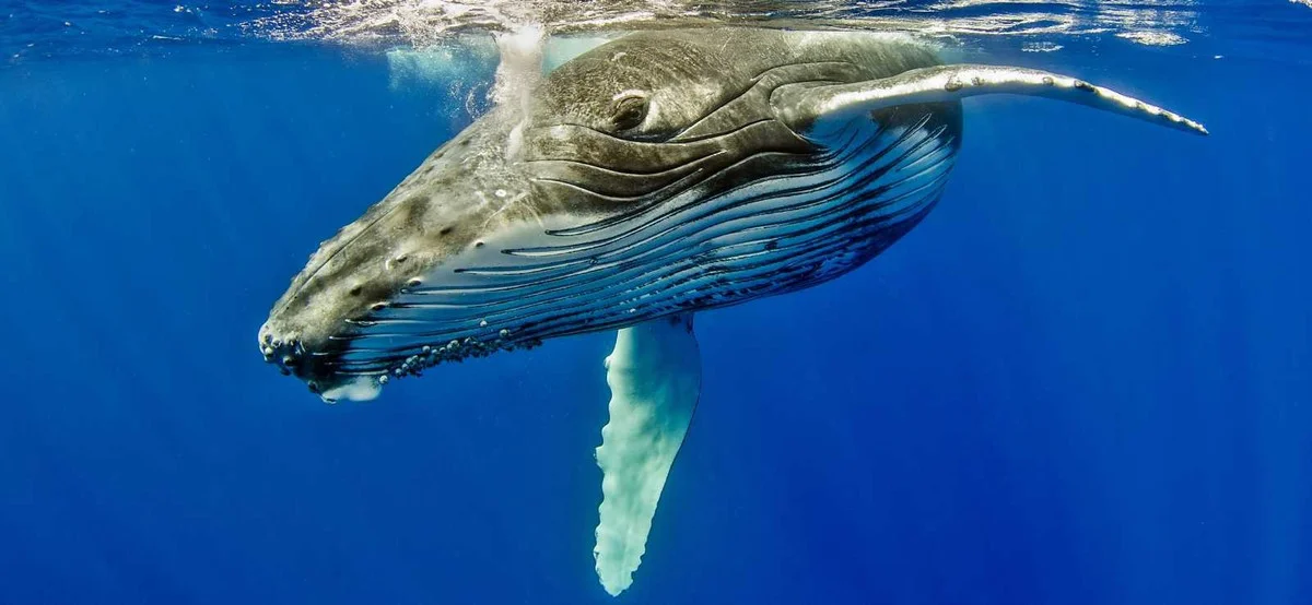 The Secret to Humpback Whale Mating: Why Older Males Use Their Majestic Songs to Win Over Partners in the Deep Blue Sea