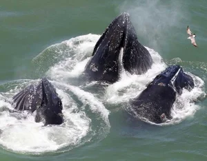 The Secret to Humpback Whale Mating: Why Older Males Use Their Majestic Songs to Win Over Partners in the Deep Blue Sea - image 1