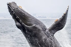 The Secret to Humpback Whale Mating: Why Older Males Use Their Majestic Songs to Win Over Partners in the Deep Blue Sea - image 3