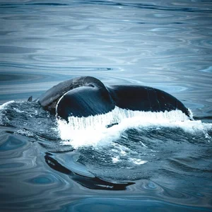 The Secret to Humpback Whale Mating: Why Older Males Use Their Majestic Songs to Win Over Partners in the Deep Blue Sea - image 8