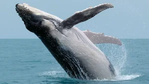 The Secret to Humpback Whale Mating: Why Older Males Use Their Majestic Songs to Win Over Partners in the Deep Blue Sea - image 7