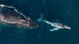 The Secret to Humpback Whale Mating: Why Older Males Use Their Majestic Songs to Win Over Partners in the Deep Blue Sea - image 4