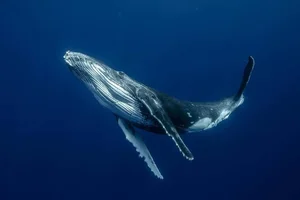 The Secret to Humpback Whale Mating: Why Older Males Use Their Majestic Songs to Win Over Partners in the Deep Blue Sea - image 2