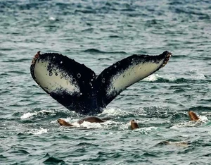 The Secret to Humpback Whale Mating: Why Older Males Use Their Majestic Songs to Win Over Partners in the Deep Blue Sea - image 5