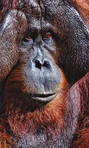 Indonesian Wildlife Adventure: A 15-Day Journey Seeking Rare Birds and Orangutans - image 11