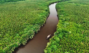 Indonesian Wildlife Adventure: A 15-Day Journey Seeking Rare Birds and Orangutans - image 5